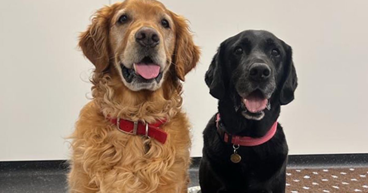 Bio Detection dogs successfully detect Parkinson’s disease by odour ...